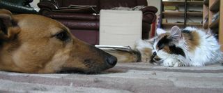 Greyhound-and-cat